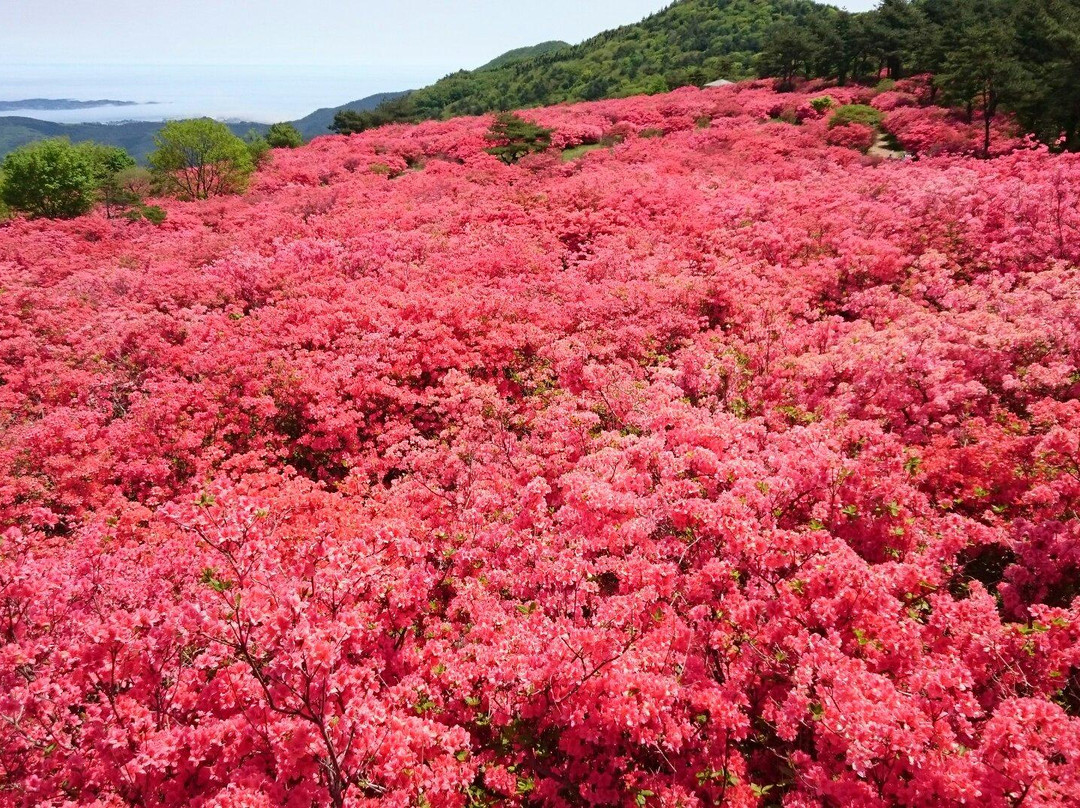 Mt. Tokusenjo-气仙沼市必去景点