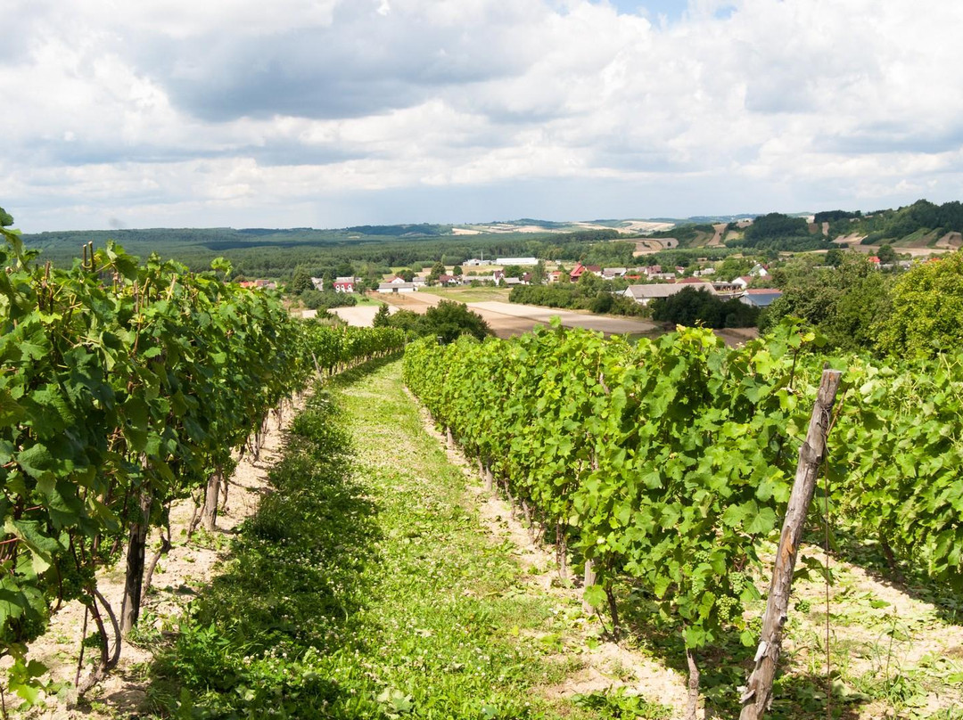 Lipowiec Vineyard景点图片