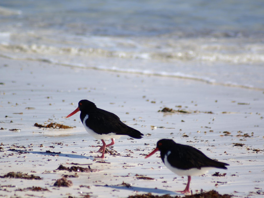 Jurien Bay Marine Park-朱里恩湾必去景点