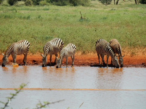 Sunrise Day Tour Safaris Kenya