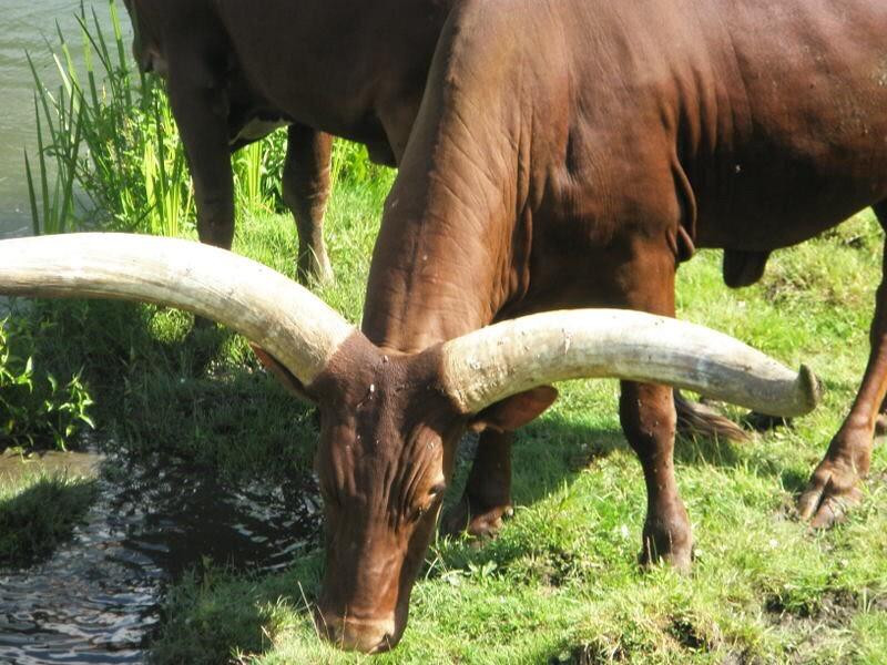 Action Wildlife Foundation-Goshen必去景点