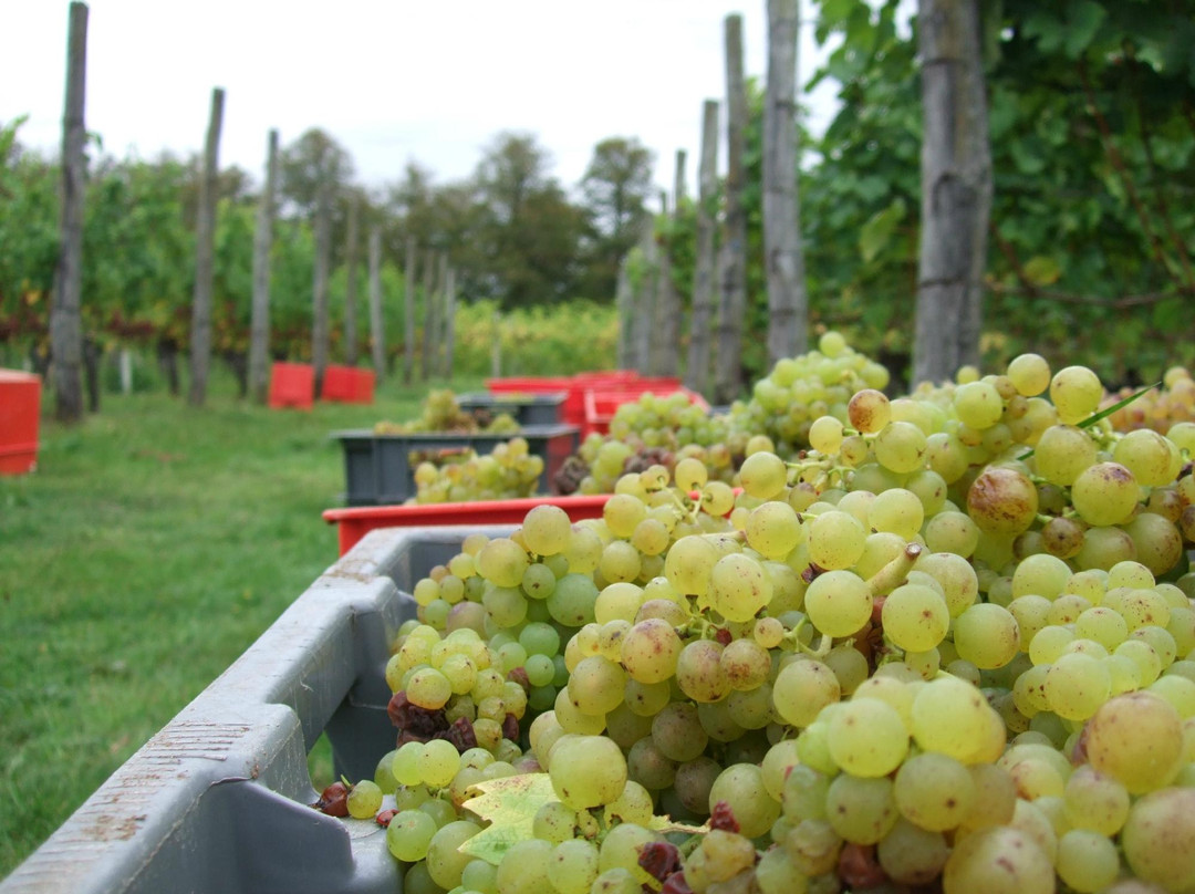 Bothy Vineyard-罗契斯特必去景点