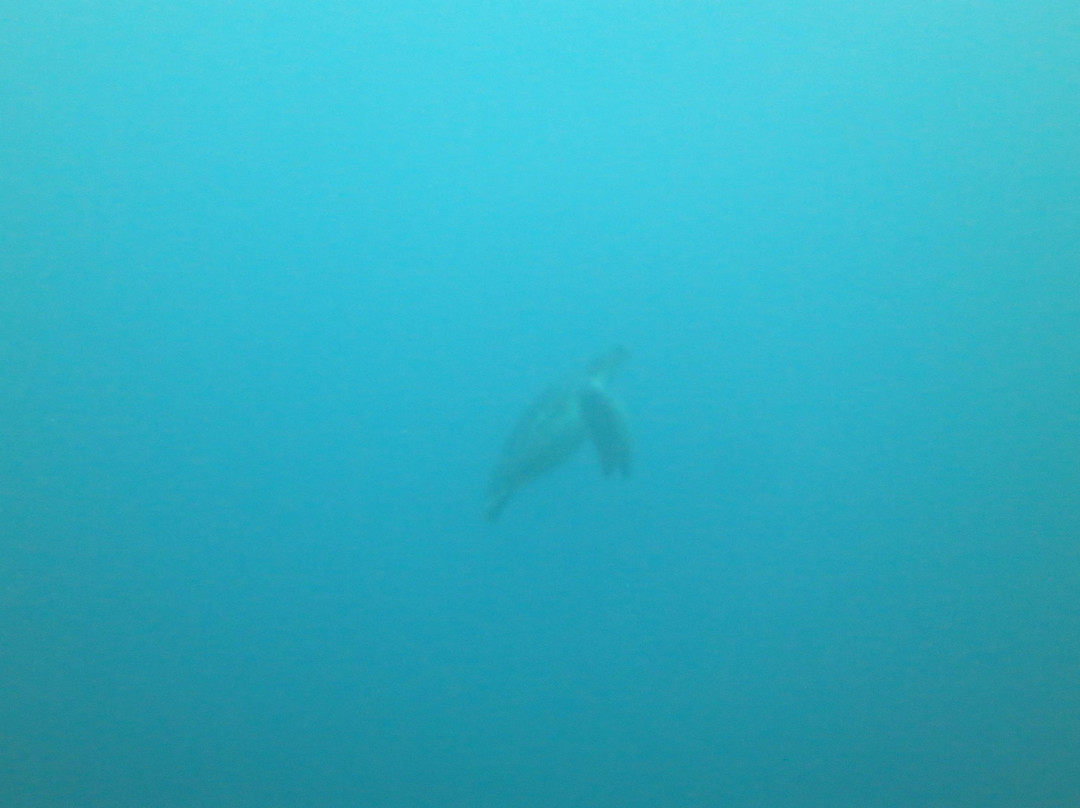 文图拉潜水中心-岛印必去景点