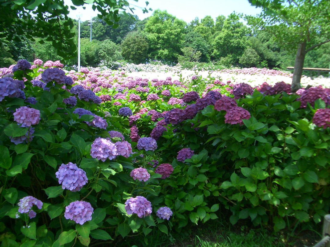 Tombo Ike Park-岸和田市必去景点