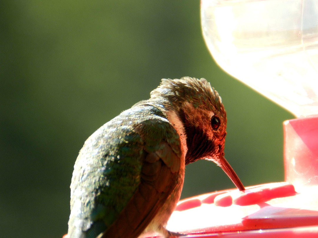 Silver Plume General Store主图