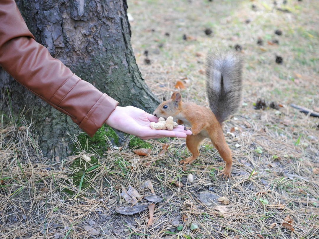 Kaiskaya Forest-伊尔库茨克必去景点
