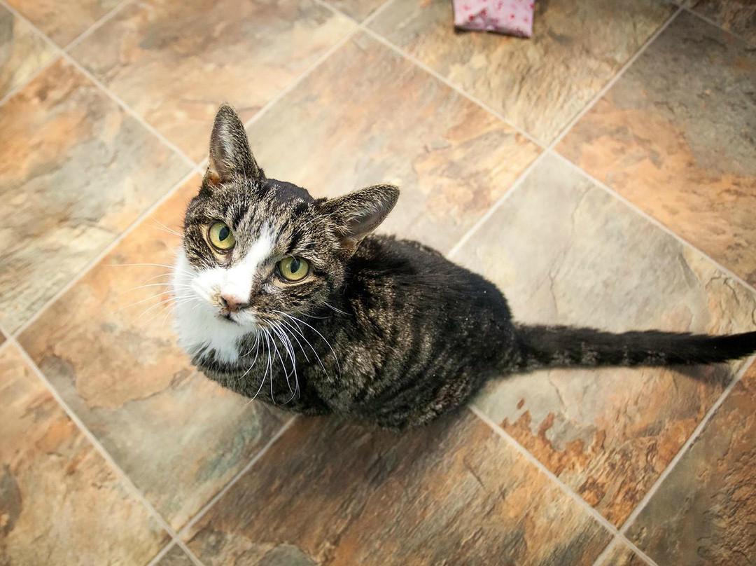 Tabby's Place: A Cat Sanctuary-Ringoes必去景点