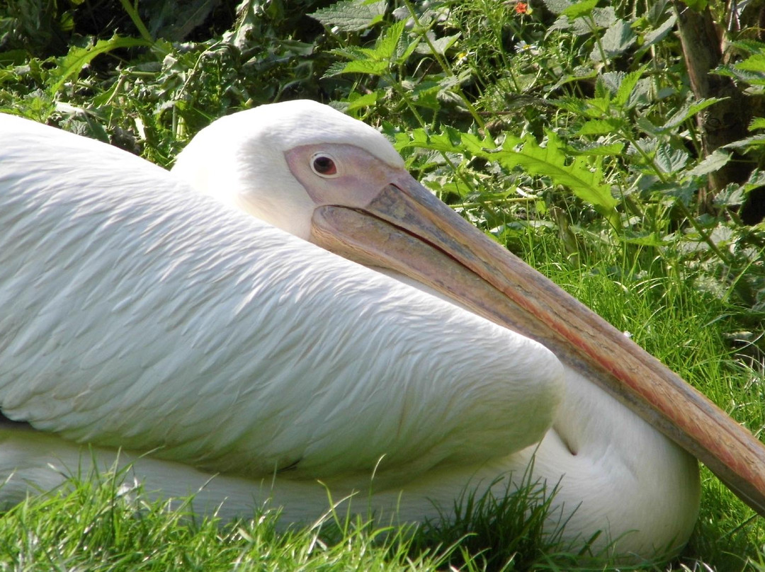 Shorelands Wildlife Gardens景点图片