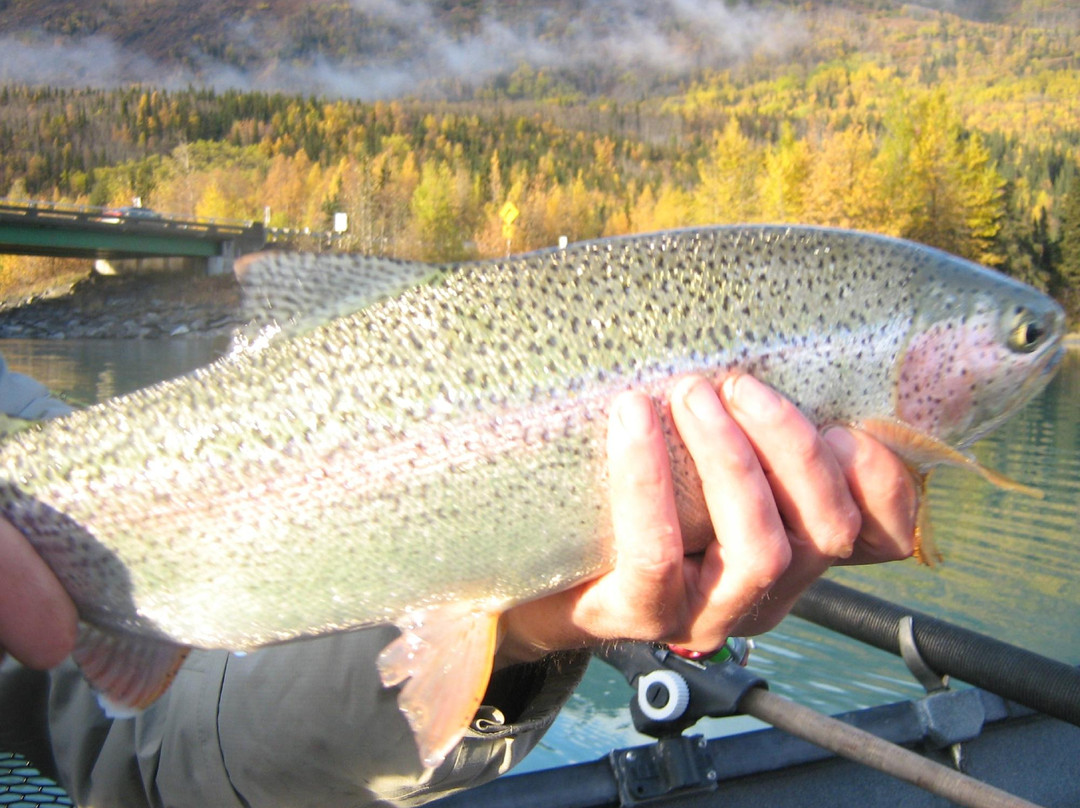 Kenai River Fly Fishing-Cooper Landing必去景点