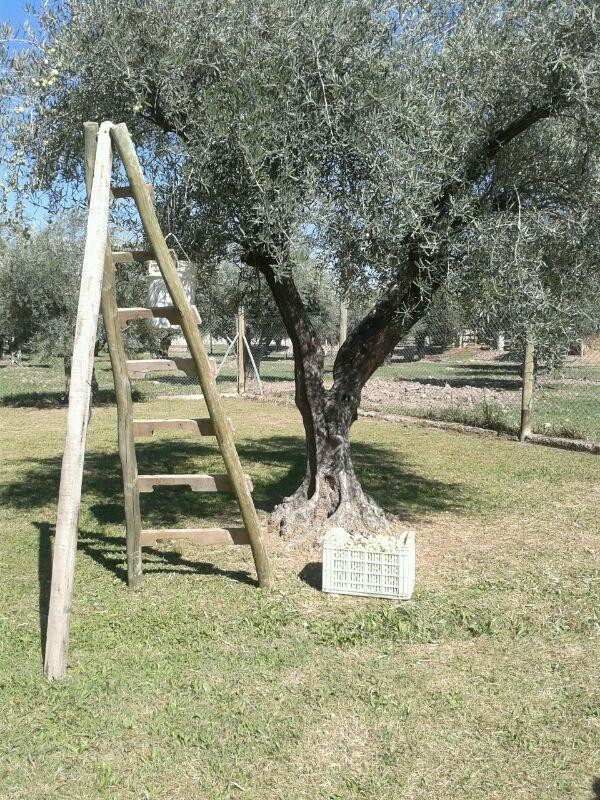 Santa Augusta Olivicola-Coquimbito必去景点