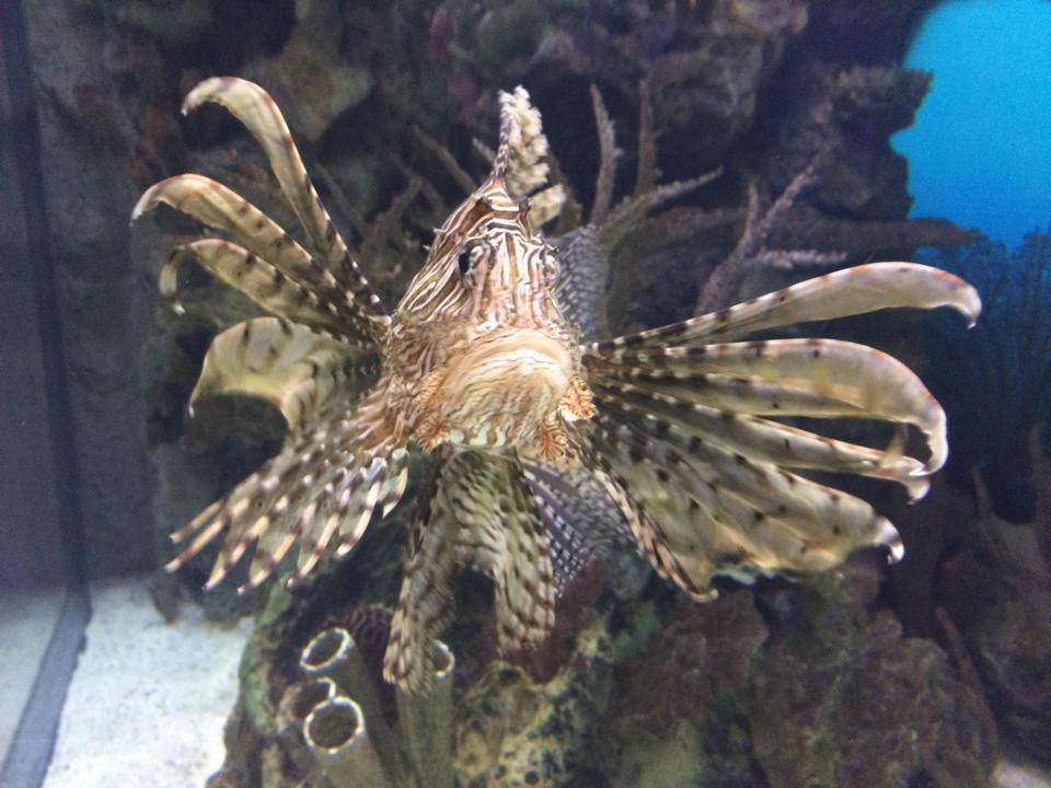 Shark Reef Aquarium-拉斯维加斯必去景点