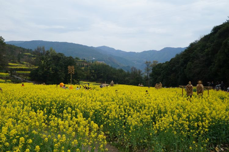 江岭梯田风光-婺源县必去景点