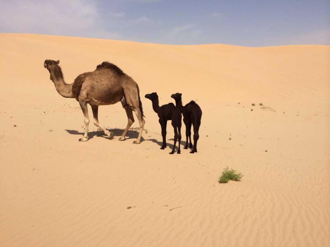 阿联酋狩猎营地-阿布扎比必去景点