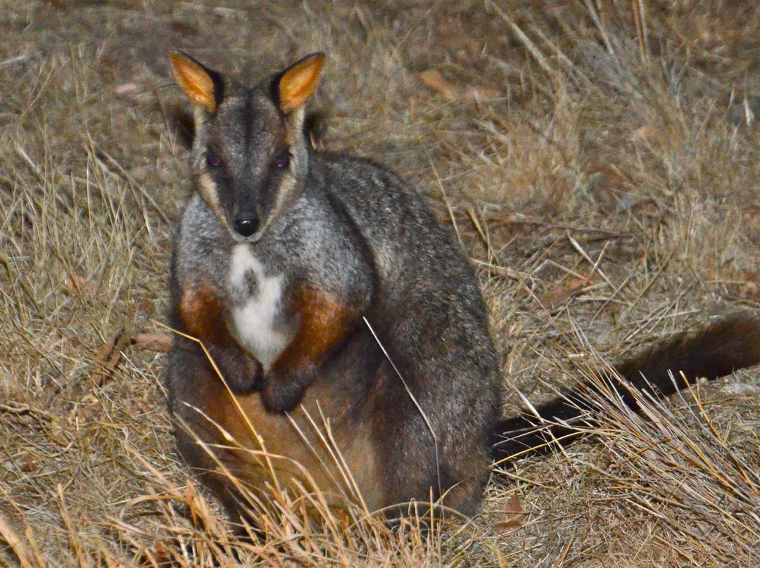 Mount Rothwell Conservation and Research Centre-Little River必去景点