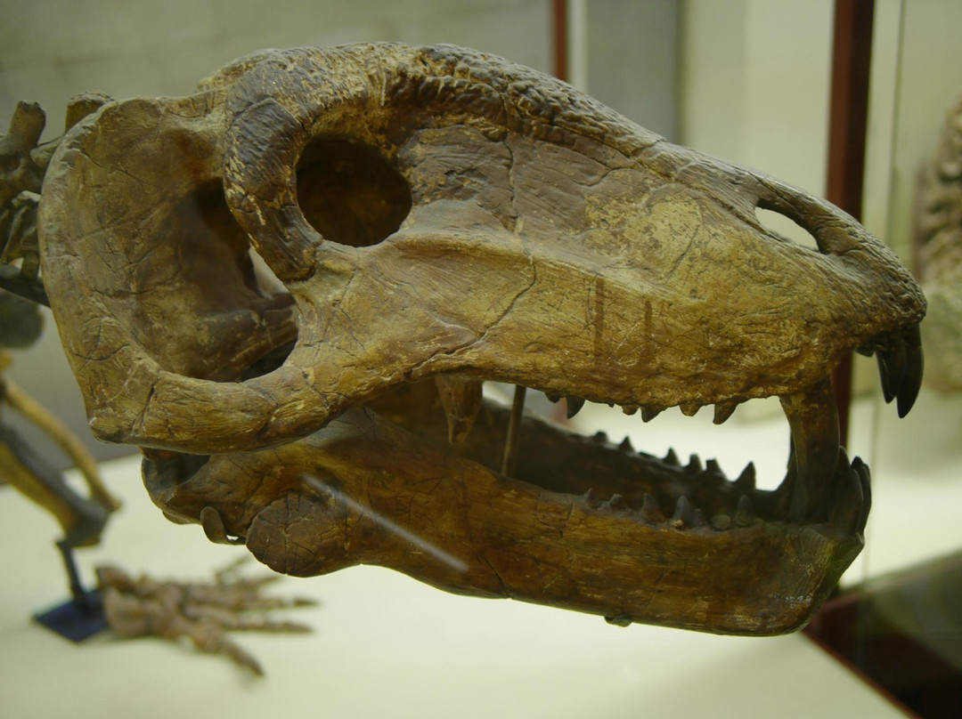 Orlov Paleontological Museum-莫斯科必去景点