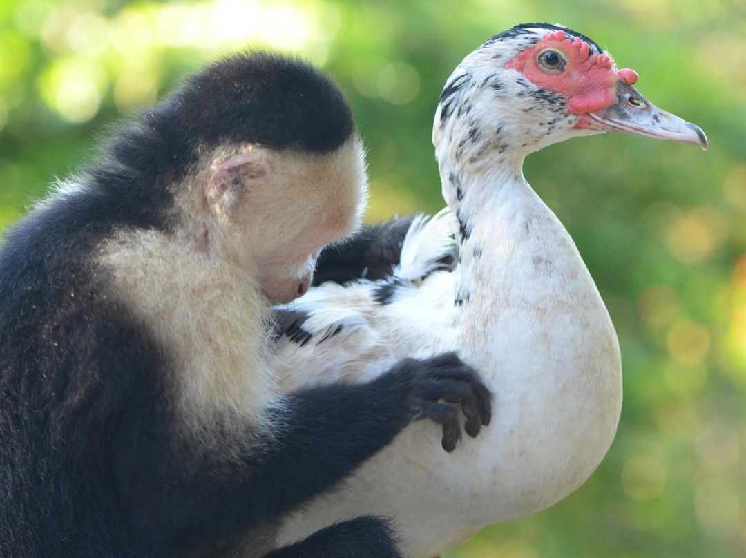 Alouatta Sanctuary景点图片