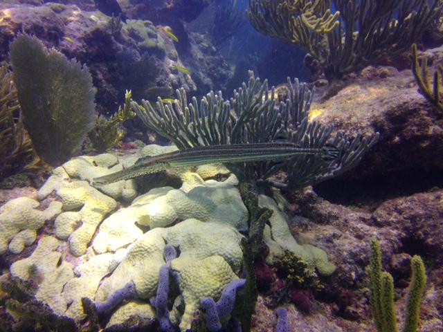 U.S.1 Dive Center-Summerland Key必去景点