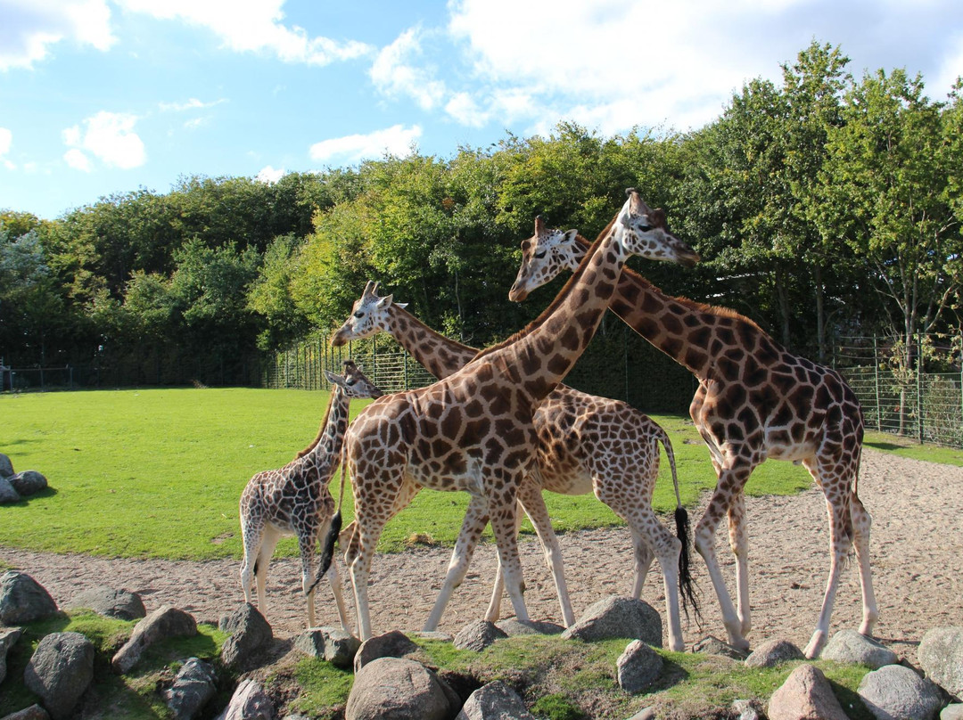 Aalborg Zoologiske Have景点图片