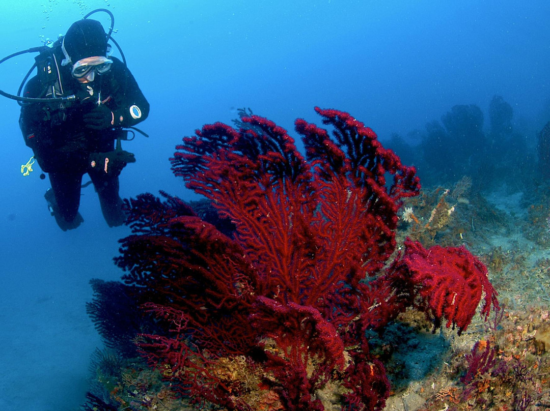 Spiro Sub Diving Elba景点图片