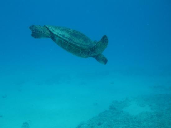 暗礁海盗潜水-火奴鲁鲁必去景点
