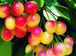 The Cherry Orchard B&B-官方