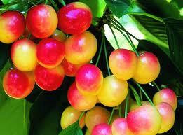 The Cherry Orchard B&B主图