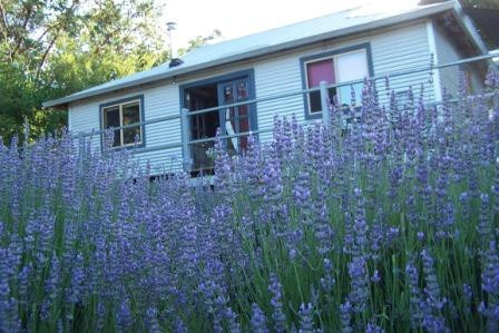Nannup Lavender Farm景点图片