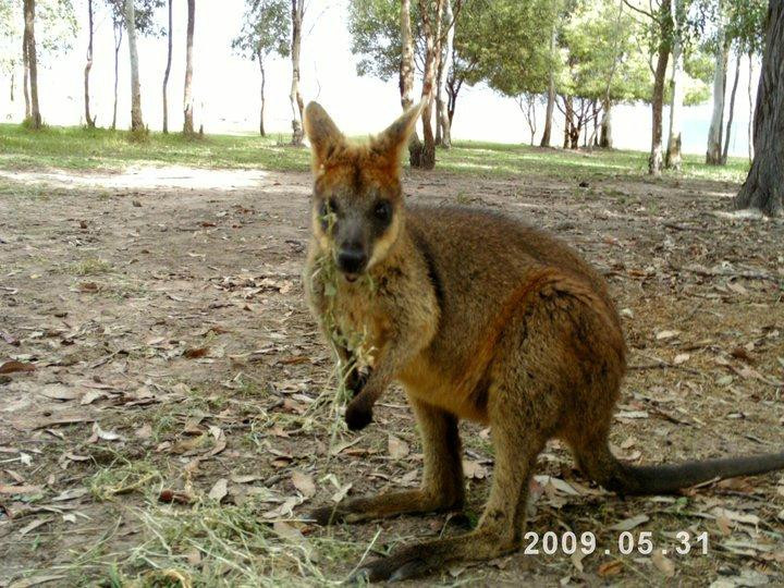 Fraser Coast Wildlife Sanctuary景点图片