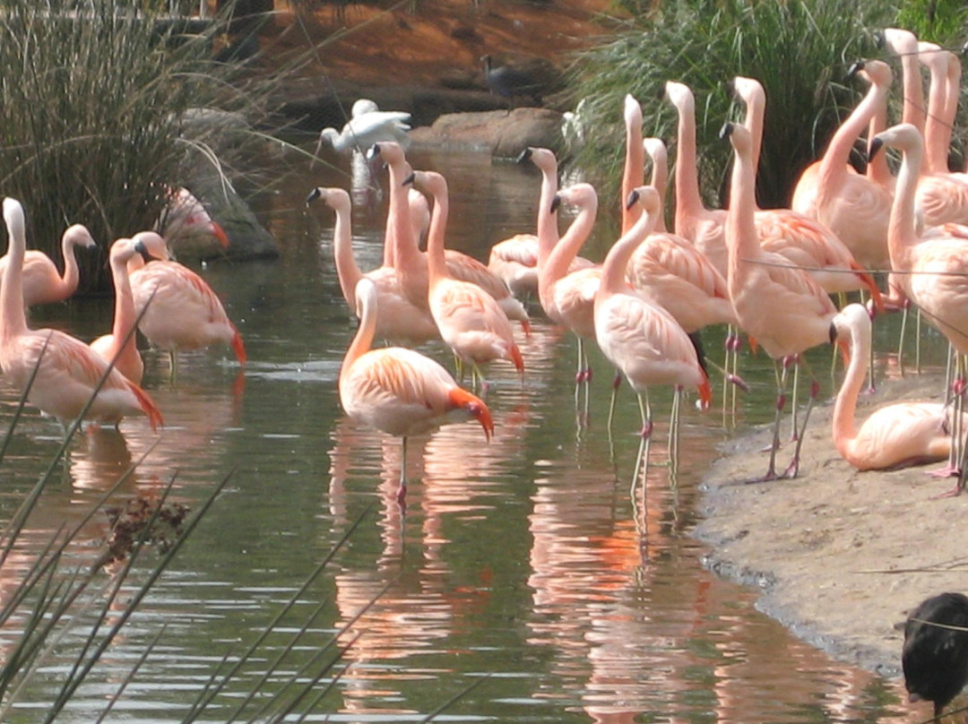 Temaiken Biopark-Belen de Escobar必去景点