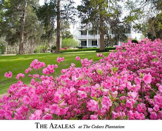 The Cedars Plantation主图