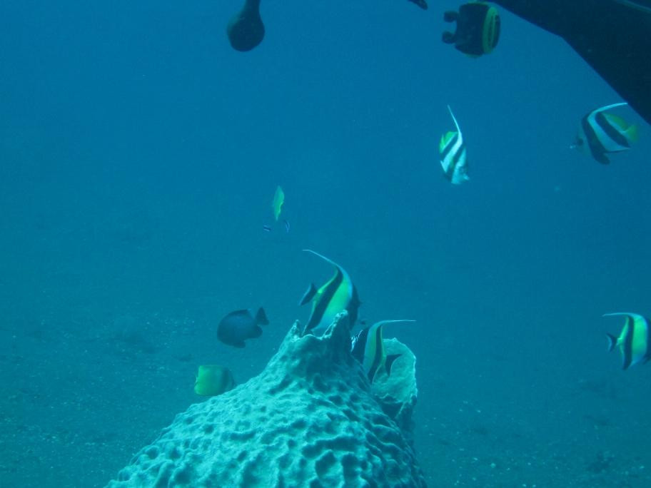 Paradise Diving Bali-曼吉斯必去景点