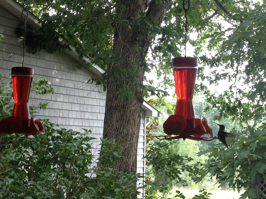 McCoy Place Bed & Breakfast主图