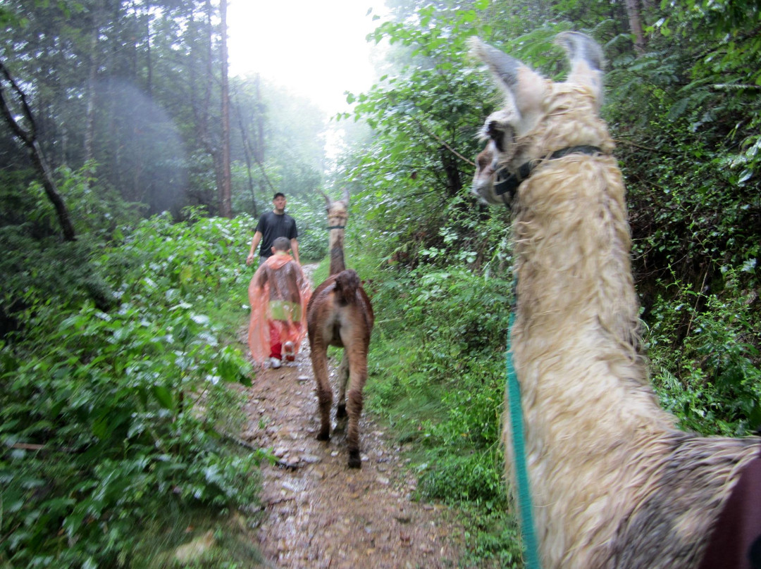 Smoky Mountain Llama Treks景点图片
