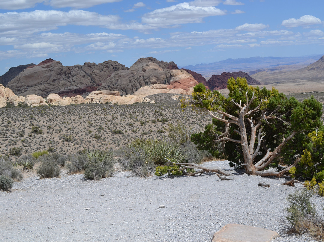 红岩峡谷国家野生生物保护区-拉斯维加斯必去景点