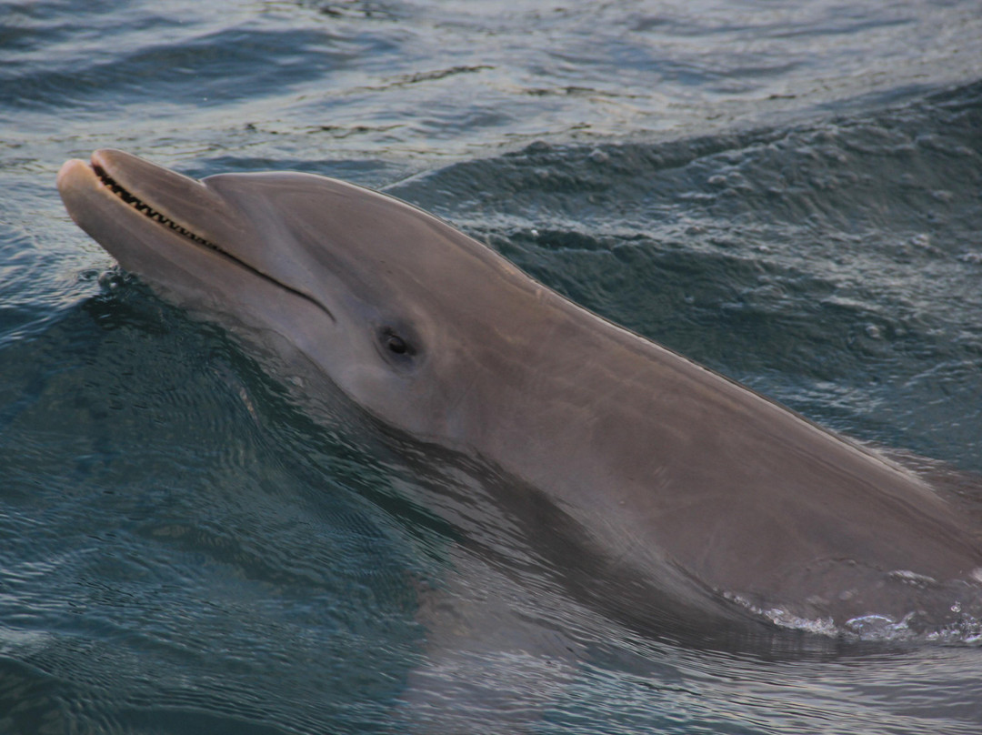 Dolphin Discovery Cozumel景点图片