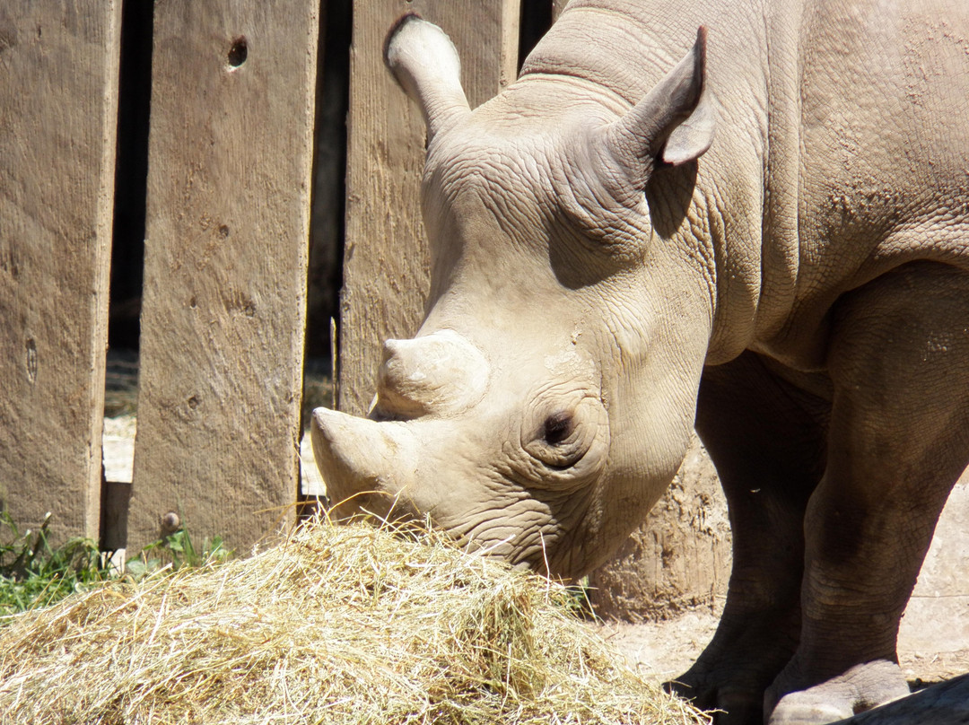 克利夫兰动物园-克利夫兰必去景点