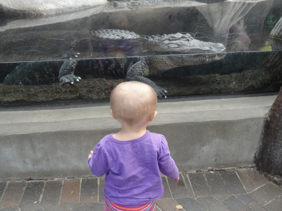 North Carolina Aquarium at Fort Fisher景点图片