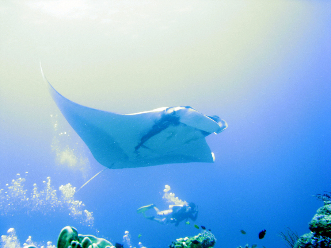 Dive Dimension景点图片