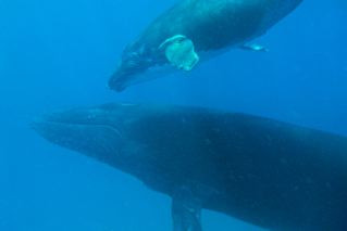 Whale Discoveries景点图片