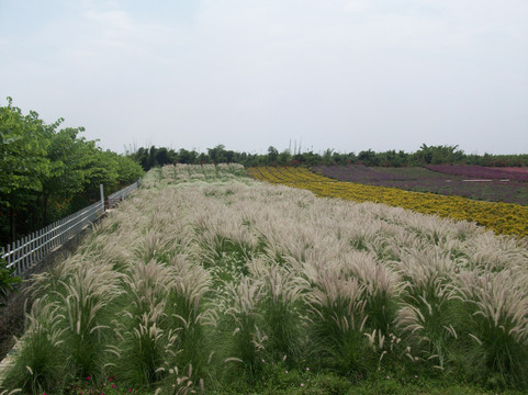 百万葵园-广州市必去景点