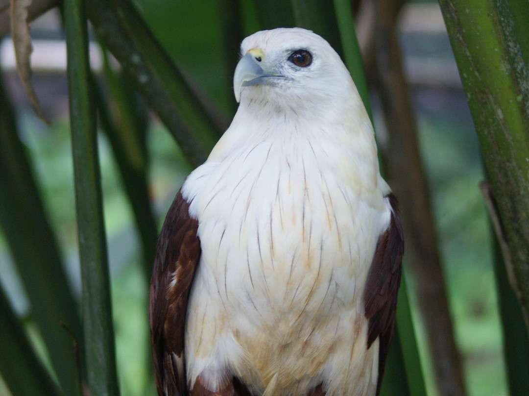 Philippine Eagle Center-达沃必去景点