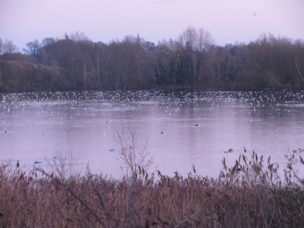 RSPB Rye Meads Nature Reserve景点图片