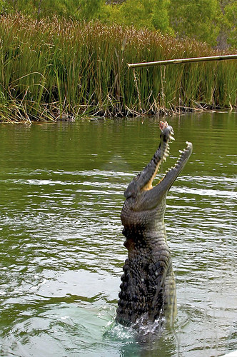 Hartley's Crocodile Adventures-Wangetti必去景点