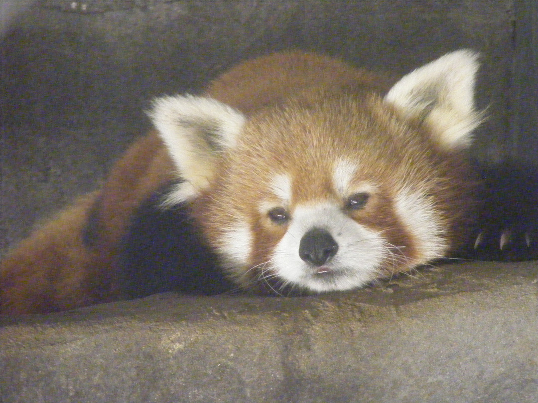 Chattanooga Zoo-查塔努加必去景点