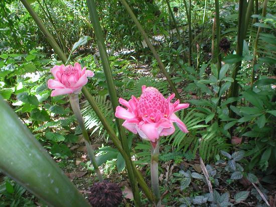 Flower Forest-Saint Thomas Parish必去景点