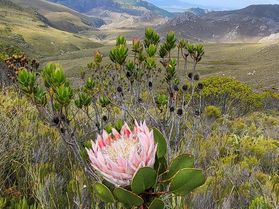 Cape Town Adrenaline景点图片