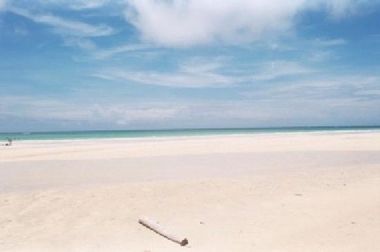 Grand Bahama Nature Tours-弗里波特必去景点