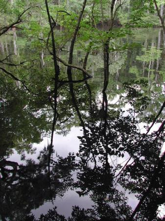 Manatee Springs State Park景点图片
