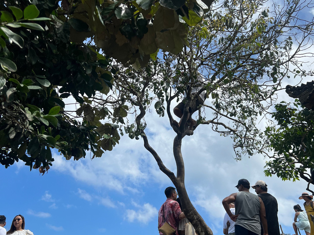 Upadani Bali Tour-乌布必去景点