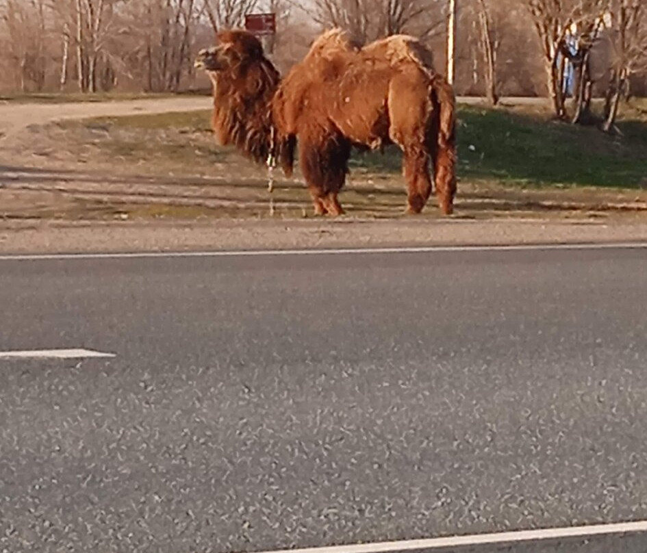 Camel Farm LAIDOYA景点图片